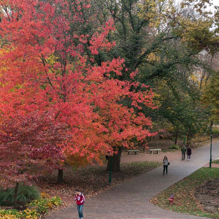 A tree glows with bright red autumn leaves.